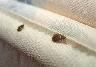 Check out this video and know how to get rid of bed bugs