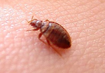 How to Accurately Identify Bed Bug Bites