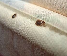 An Easy Way to Thwart the Bed Bug Presence